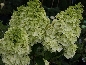 Hortensja bukietowa (Hydrangea paniculata) 